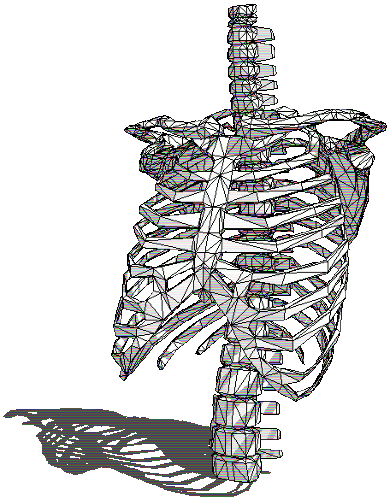 a 3d gif of a human skeleton torso in which the ribcage is made to rotate, going flat when it turns around fully but coming back around to look 3d again. it has a shadow